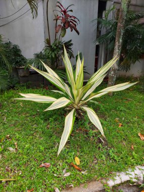 Furcraea foetidaor GiantCabuya, Yeşil aloe, Mauritius keneviri. Güney Amerika ve Karayipler 'e özgü bitki yetiştiren türlerdir..