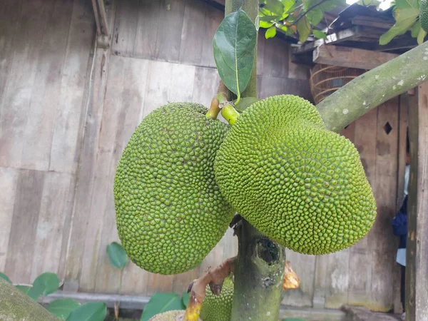 Todo Artocarpus Heterophyllus Jacaré Fresco Uma Espécie Árvore Figo Amoreira — Fotografia de Stock