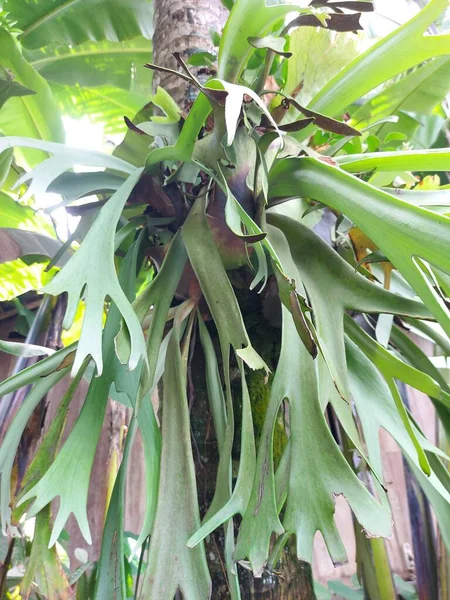 Φυτό Platycerium Bifurcatum Elkhorn Fernorcommon Staghorn Fern Είναι Είδος Nativeto — Φωτογραφία Αρχείου