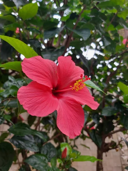 Fiore Rosso Nome Bunga Sepatu Hibiscus Rosa Sinensis Fiori Ibisco — Foto Stock