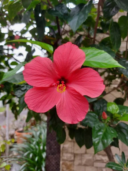 Fiore Rosso Nome Bunga Sepatu Hibiscus Rosa Sinensis Fiori Ibisco — Foto Stock