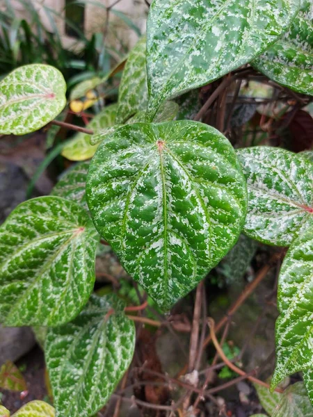 Planta Tanaman Herbal Sirih Merah Hojas Betel Rojo Celebridades Pimienta — Foto de Stock