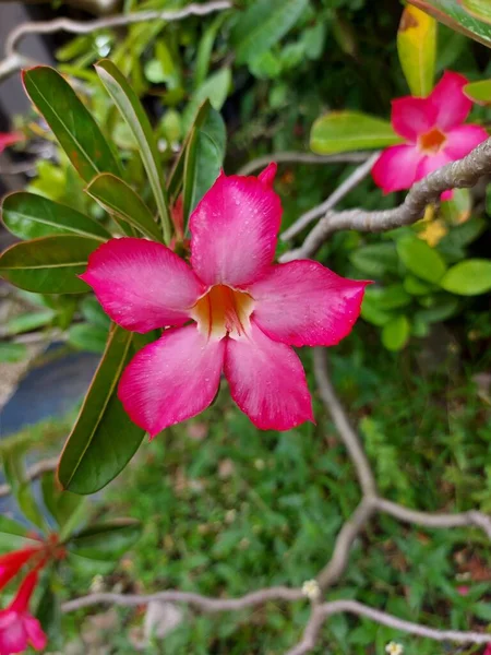 Kemboja Jepang Nebo Adenium Obesum Červená Nebo Růžová Kvetoucí Krásné — Stock fotografie