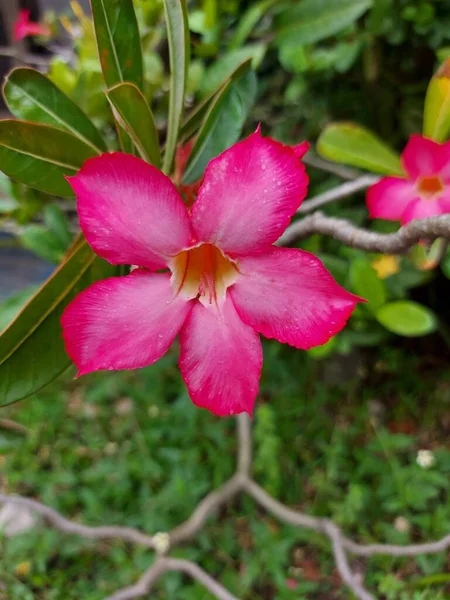 Kemboja Jepang Adenium Obesum 꽃이나 분홍색 꽃피고 아름다운 — 스톡 사진