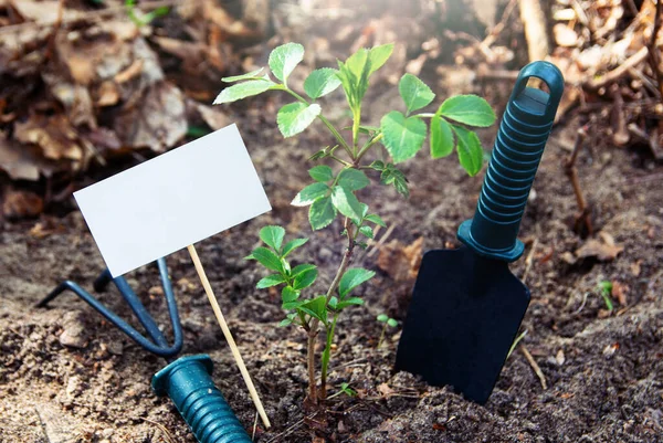 Día Del Cenador Plantación Árbol Plántulas Jóvenes Herramientas Suministros Jardín Fotos De Stock Sin Royalties Gratis