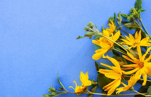Fiore Decorativo Girasole Calendula Sfondo Blu Giallo Nel Colore Della — Foto Stock