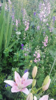 Başkasının bahçesinde yaz çiçekleri