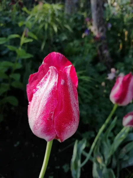 Orvalho Manhã Uma Tulipa Jardim Verde — Fotografia de Stock