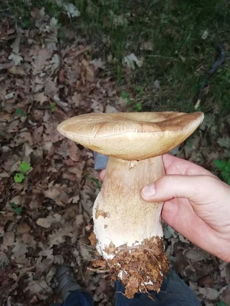 Large Boletus Mushroom Man Hand Background Fallen Oak Leaves — Stock Photo, Image