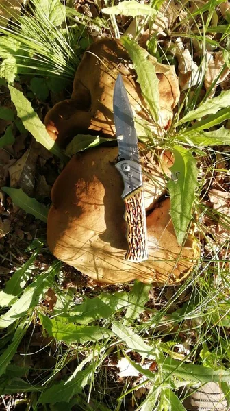 Грибы Boletus Сравнению Ножом — стоковое фото