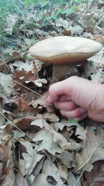 Mushroom Boletus Сравнению Мужским Кулаком — стоковое фото