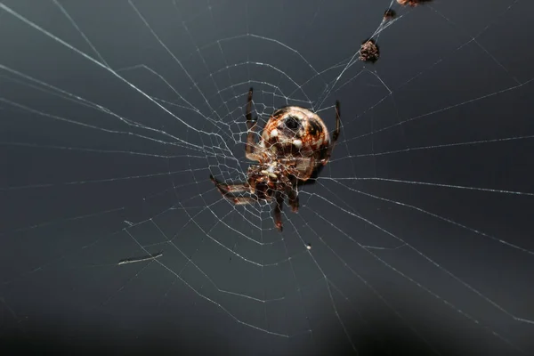 Common House Spider Nephilengys Malabarensis Una Especie Araña Araneomorfa Familia —  Fotos de Stock
