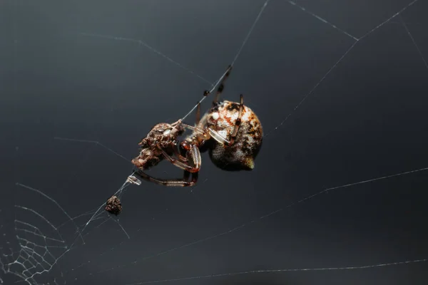 蜘蛛宫 Common House Spider Nephilengys Malabarensis 是东南亚和西南太平洋地区的一种蜘蛛物种 — 图库照片