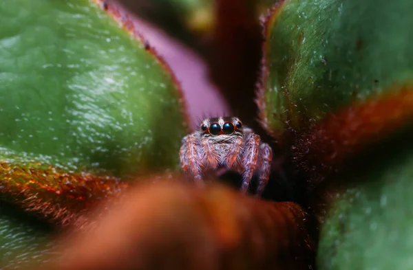 跳跃蜘蛛 Jumping Spider Plexippus Petersi 是菲律宾的一种常见的跳跃蜘蛛房子和花园 — 图库照片