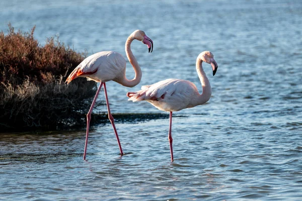 Two Flamingos Water — Stock Photo, Image