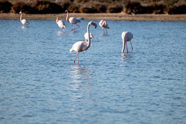 Gölde beyaz flamingolar