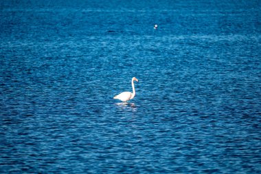 Suda yüzen beyaz pelikan.