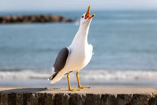 Screaming Seagull Its Head Raised Background Sea — Stock Photo, Image