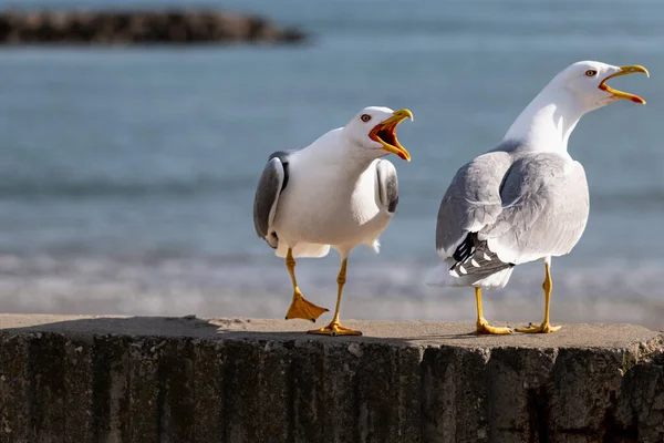 Two Screaming Seagulls Sea Background — Stock Photo, Image