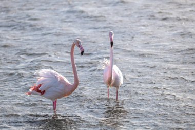 Gölde pembe flamingolar