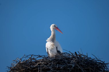 Beyaz leylek (ciconia ciconia) İspanya 'nın en güzel ailesindendir..