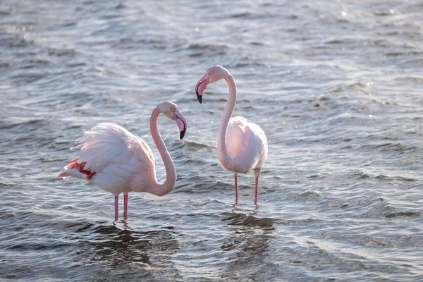 Flamingo Water — Stock Photo, Image