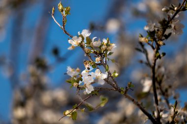 Bahçedeki güzel çiçekler