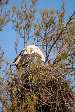 Yuvada kel bir kartal