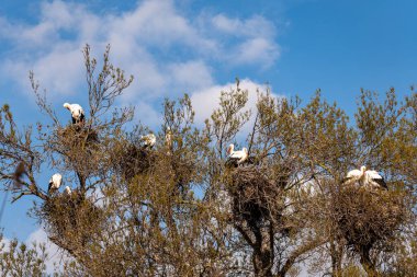 Bir grup leylek yuvada, vahşi doğada