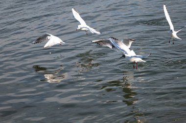 Denizin üzerinde uçan martılar