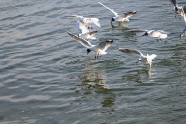 Martı denizde uçuyor.