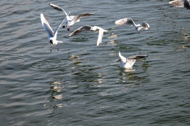 Martı denizde uçuyor.