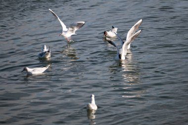 Martı denizde uçuyor.