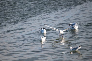 Martı denizde uçuyor.