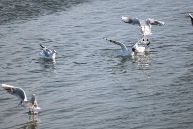 Gölde uçan martılar.