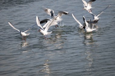 Martı denizde uçuyor.