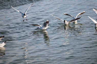 Martı denizde uçuyor.