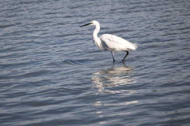 Beyaz kuğu gölde duruyor.