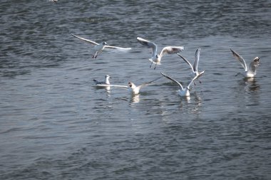 Martı denizde uçuyor.