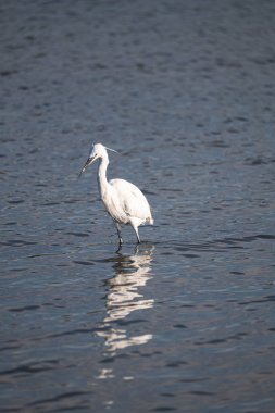 Martı denizde uçuyor.