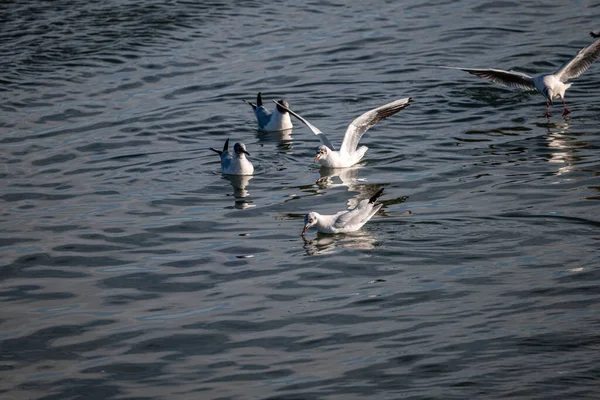 Seagulls Flight Seagull Flying Water — Stock Photo, Image