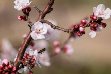 Arıdaki bahar çiçekleri