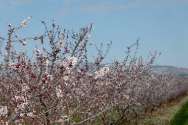 Bahçede bahar çiçekleri