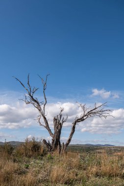 Mavi gökyüzünde kuru bir tarlada kuru bir ağaç