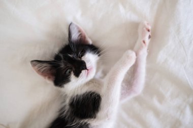 Beyaz bir battaniyenin üzerinde yatan sevimli siyah beyaz kedi yavrusu.
