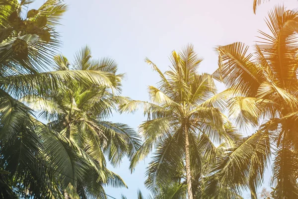 Деревья и пальмы с солнечным светом в солнечные летние дни. — стоковое фото