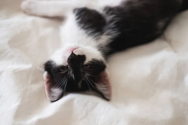 Lindo negro y blanco gatito se encuentra en un blanco acogedor manta — Foto de Stock