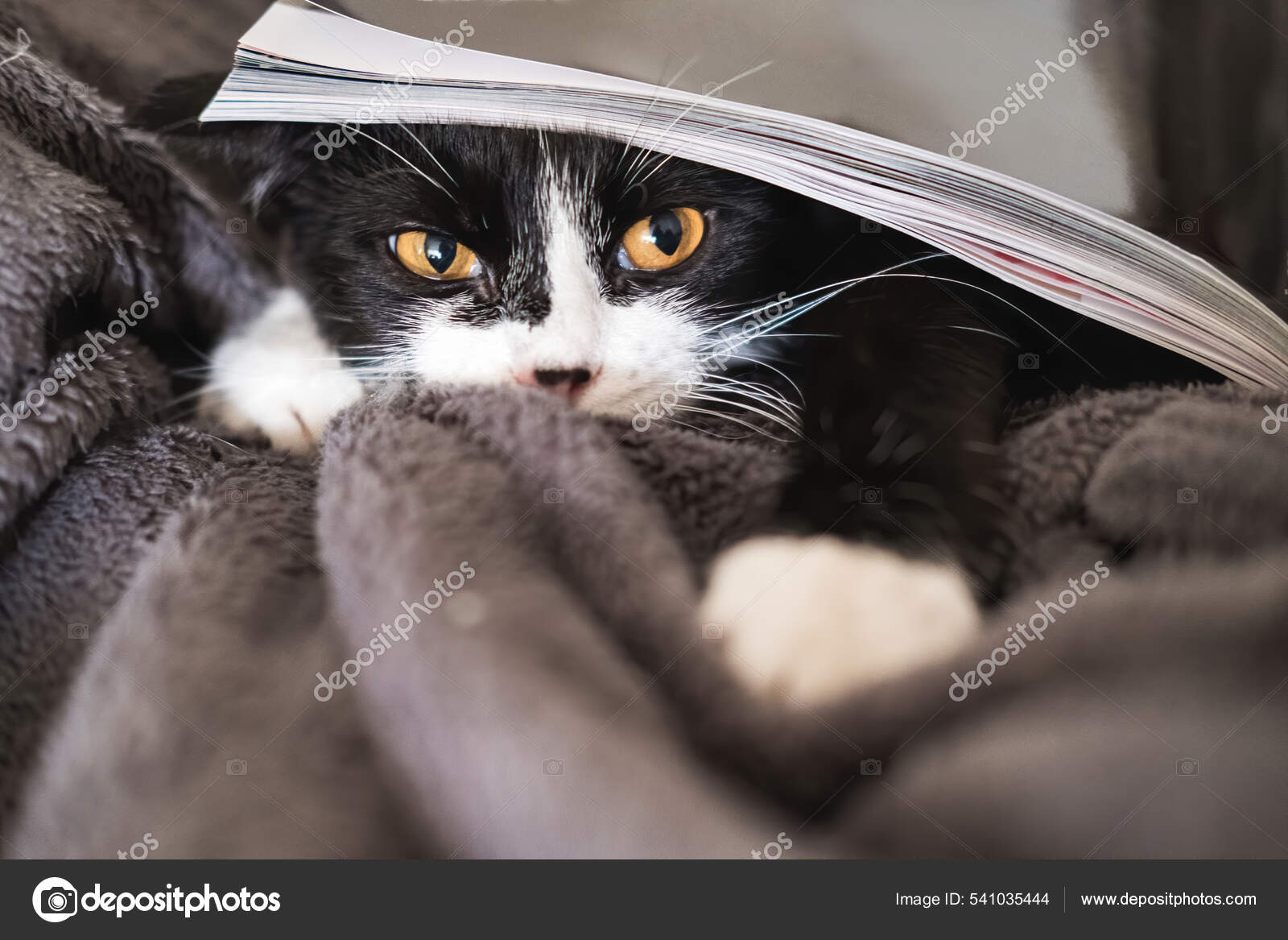 Funny black and white tuxedo cat looking at camera hides under a