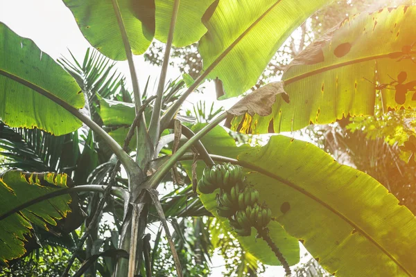 Träd och palmblad med solljus på soliga sommardagar. — Stockfoto