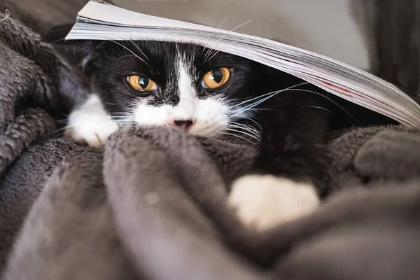 Funny black and white tuxedo cat looking at camera hides under a magazine. — Fotografia de Stock